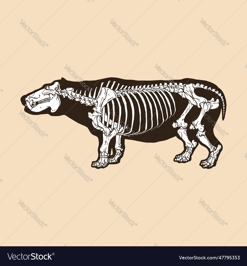 Skeleton Hippopotamus