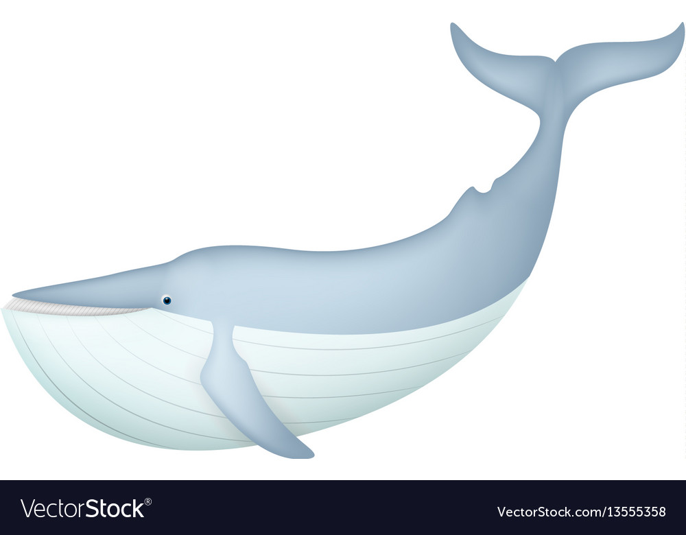 Cute blue whale isolated on white