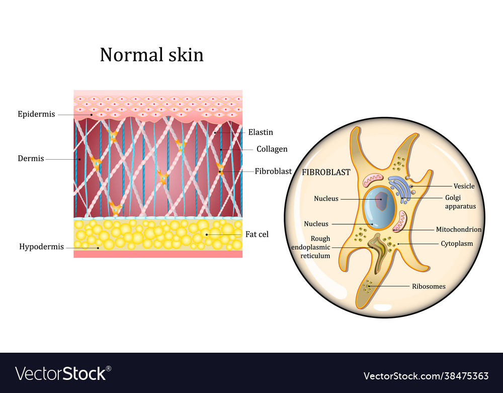 Human skin structure and fibroblast fat Royalty Free Vector