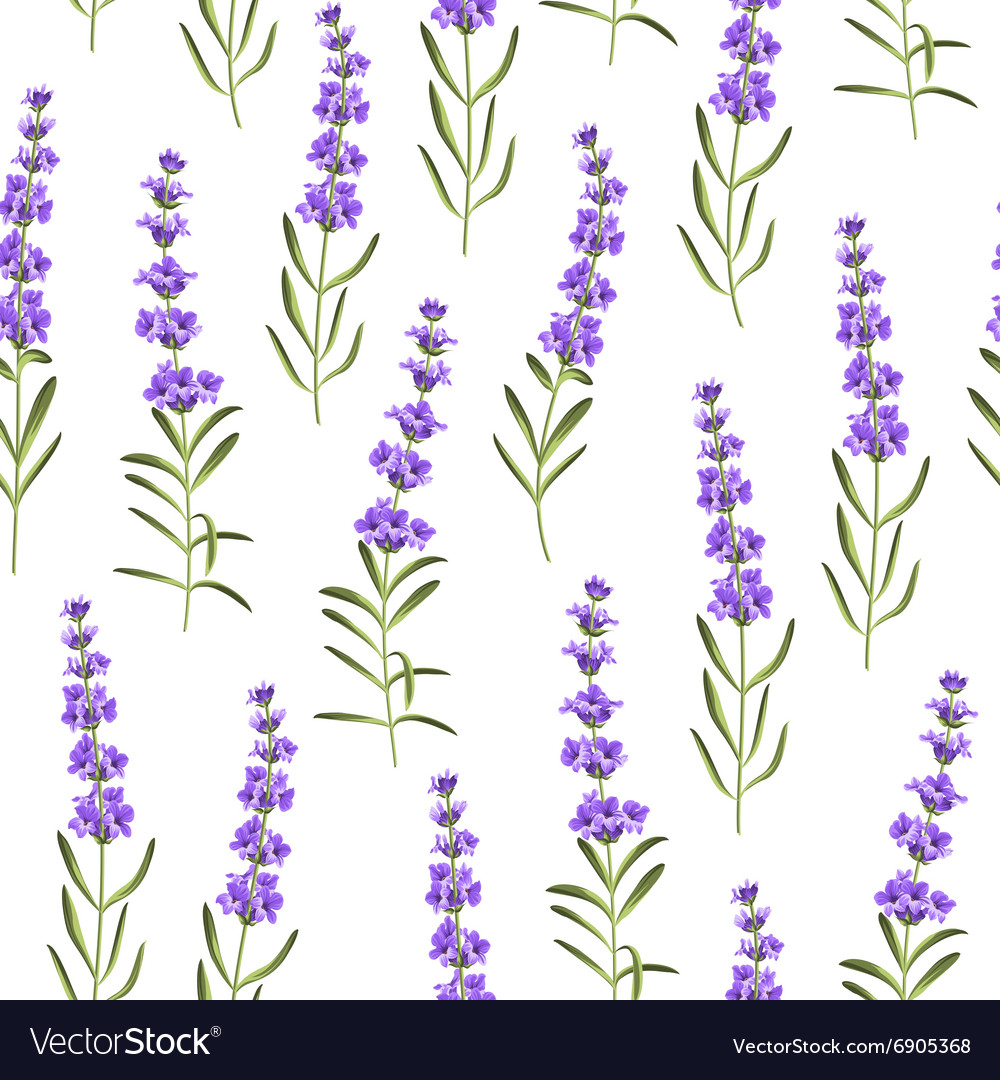 Seamless pattern of lavender flowers Royalty Free Vector