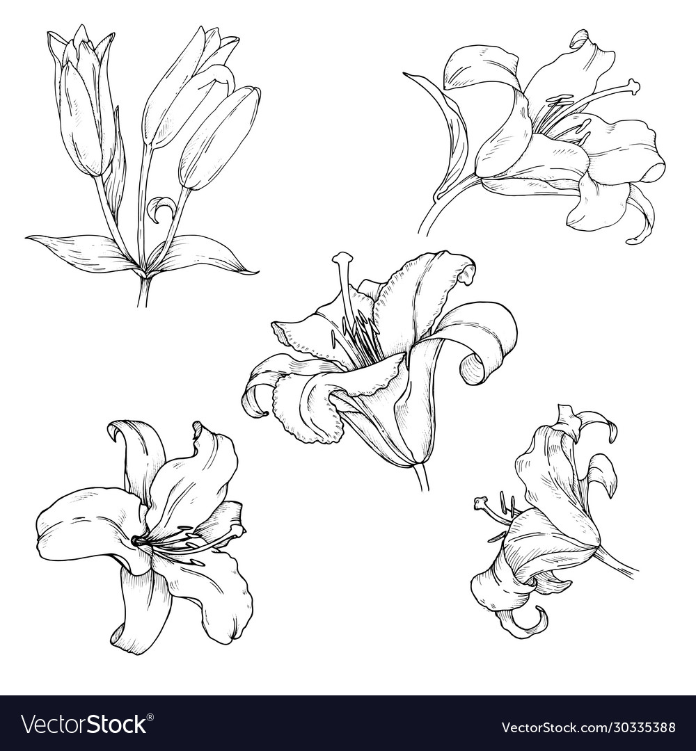 Lilies flowers and buds plant elements set Vector Image