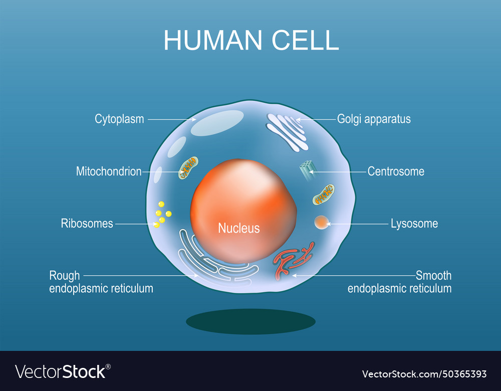 Human cell anatomy structure of a eukaryotic Vector Image