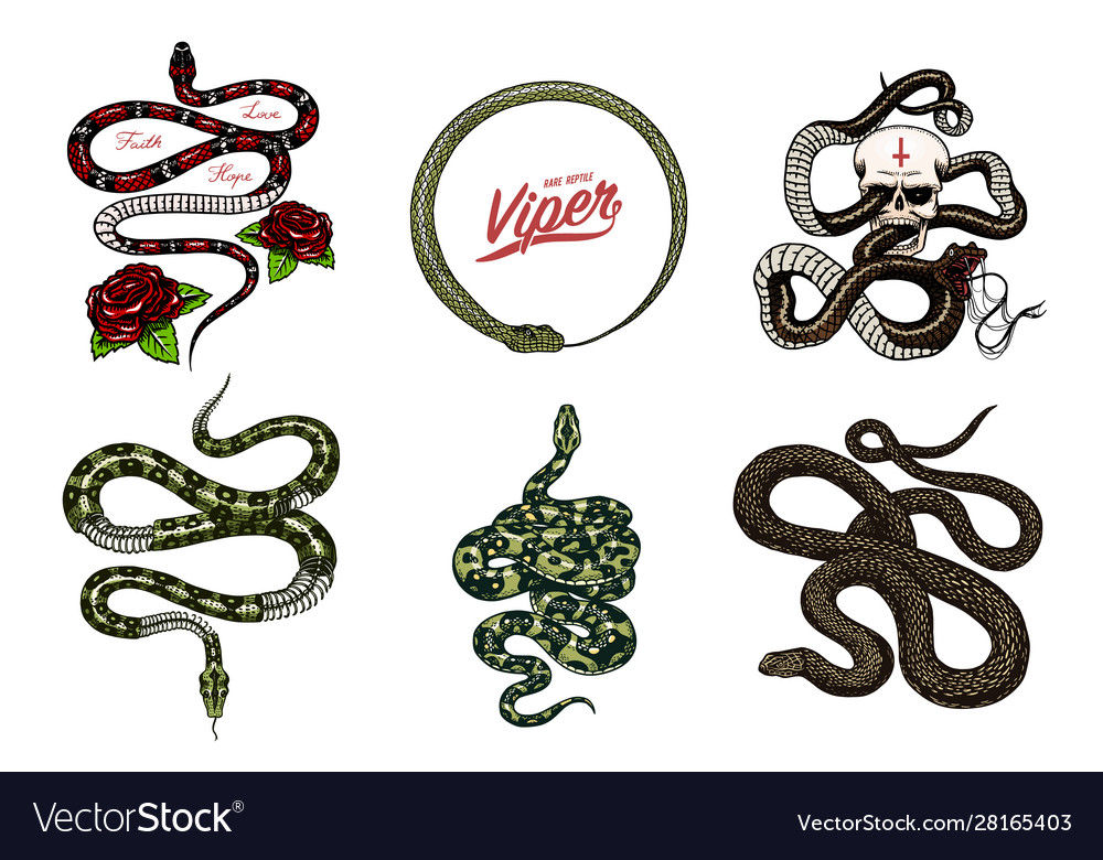 Set snakes reptiles serpent cobra and python Vector Image