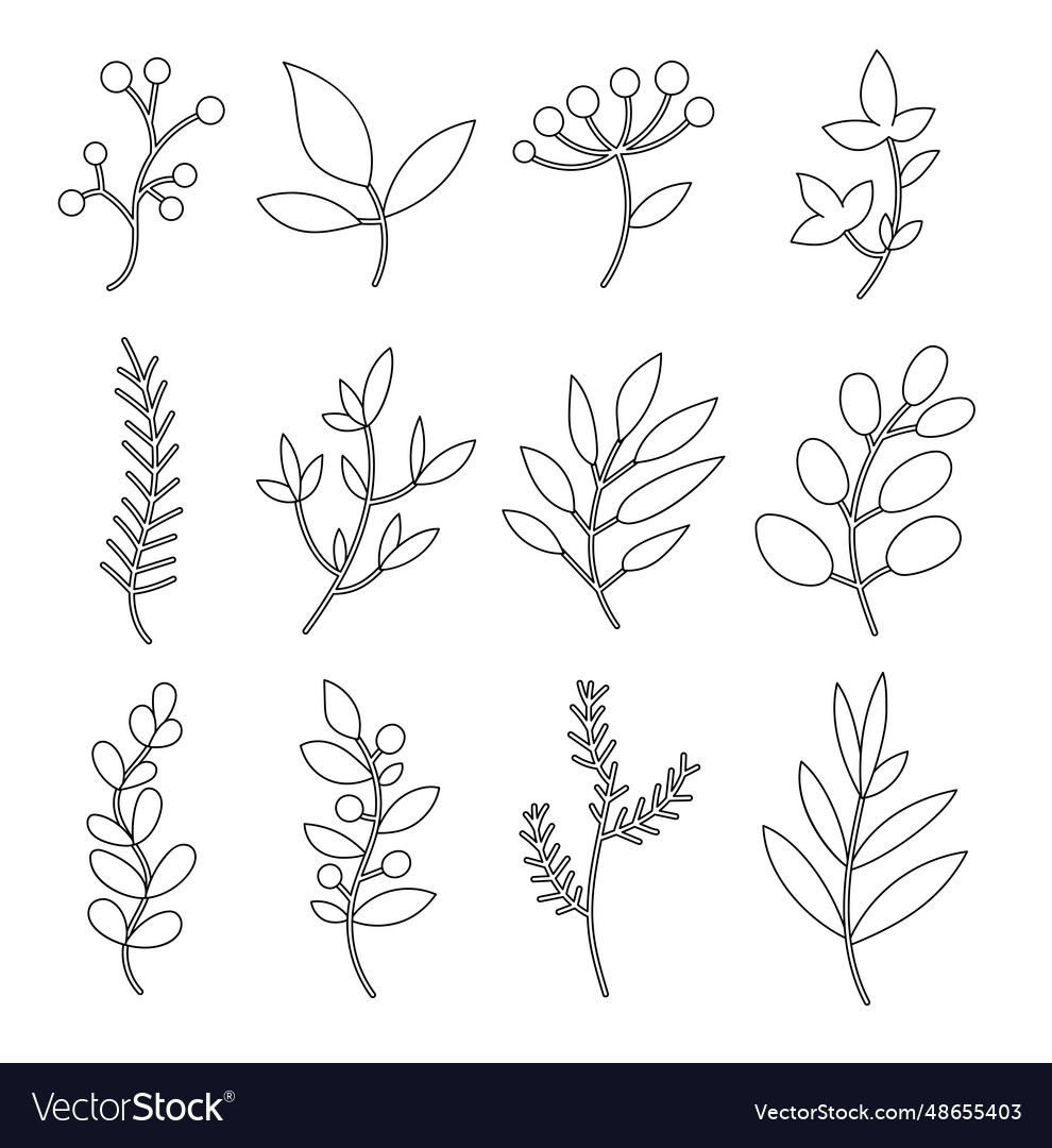 Winter branch berry coloring page christmas Vector Image