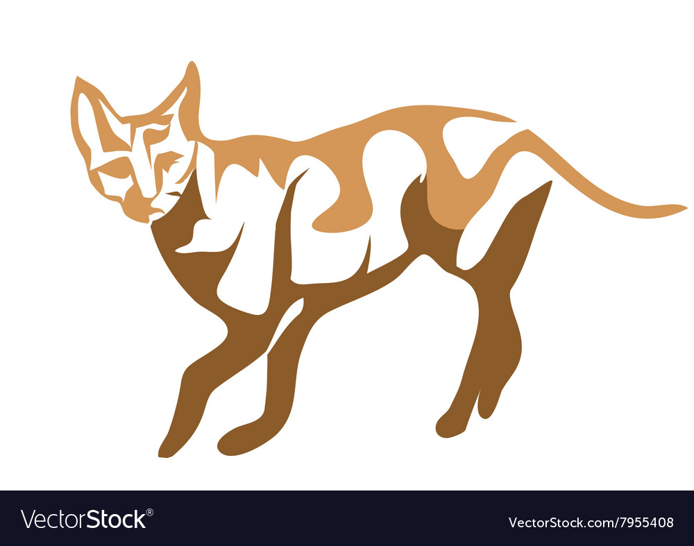 Ceylon cat Royalty Free Vector Image - VectorStock