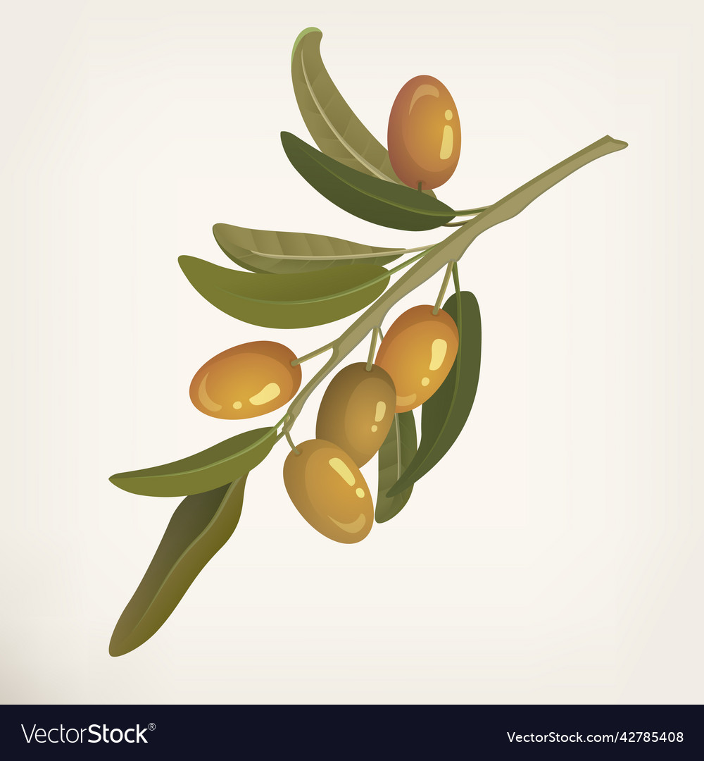 Green olive tree branch design element isolated Vector Image