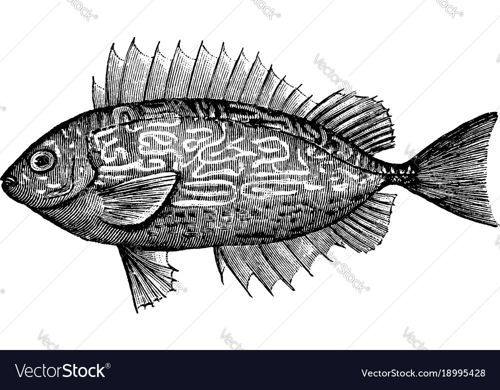 Spiny Rabbitfish - Vintage Engraving