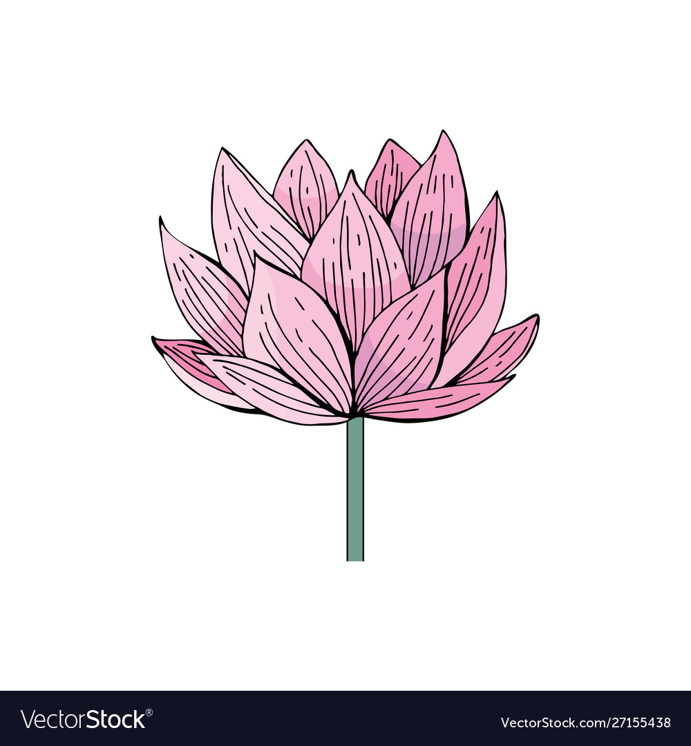 Pink lotus flower on white background