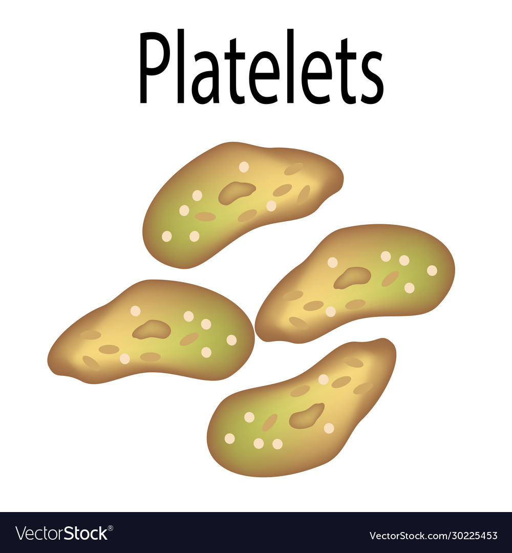Structure platelets are a blood royalty free vector image