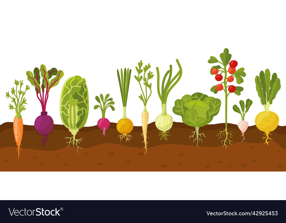 Vegetables in ground ripe carrot and tomatoes Vector Image