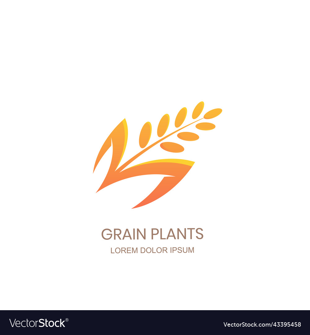 Grain plants logo sign concept rice wheat rye Vector Image