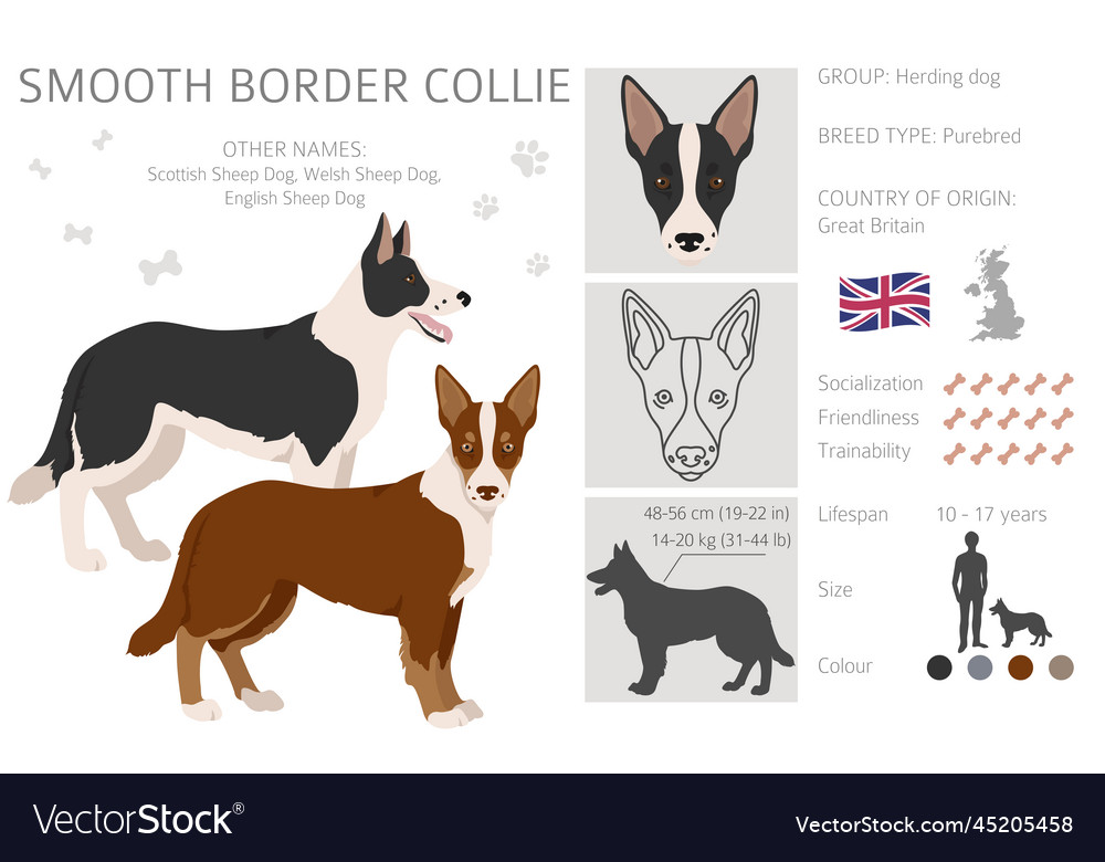 Smooth border collie clipart different poses coat