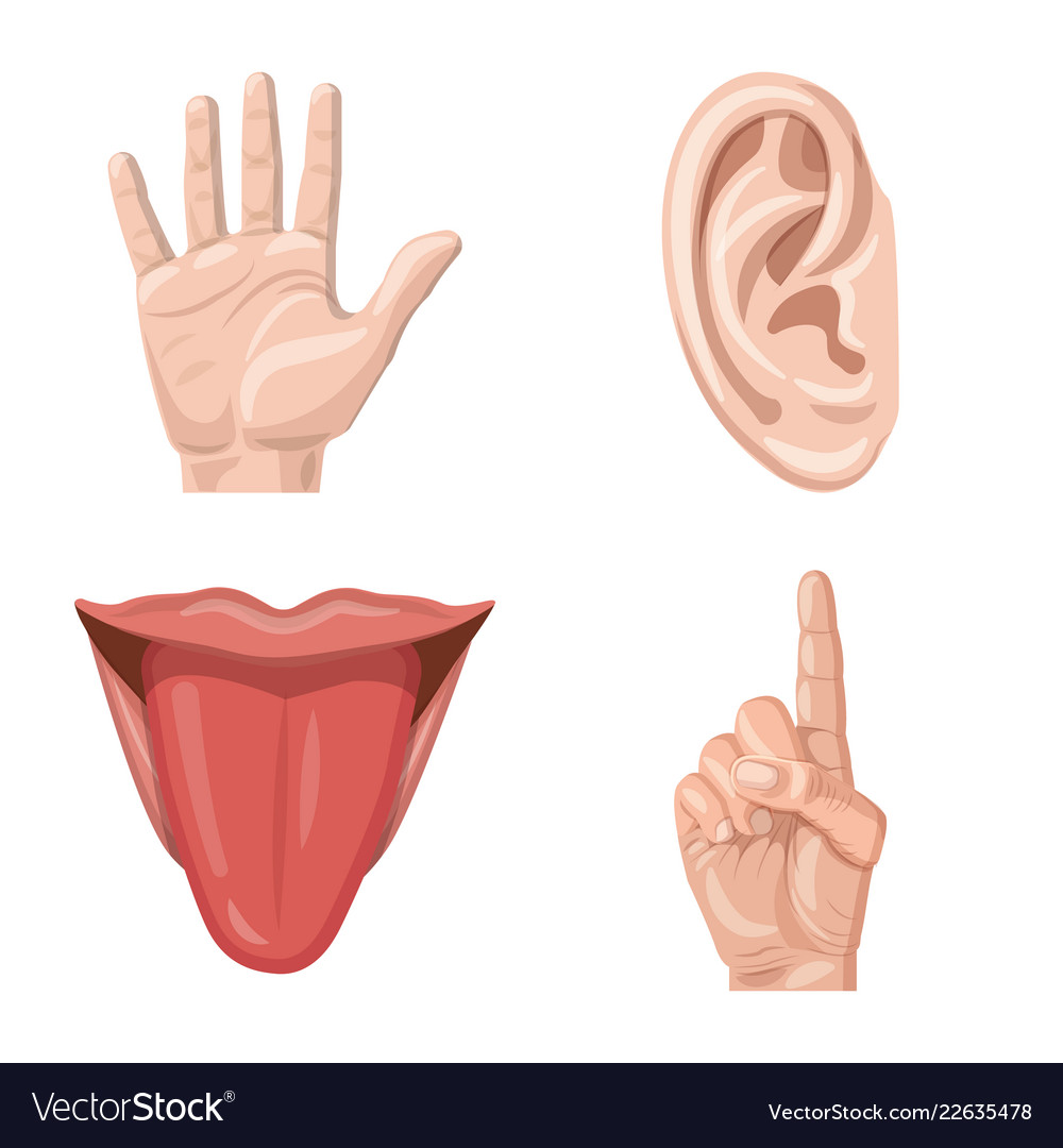 Isolated object of human and part icon collection vector image Isolated object of human and part icon collection