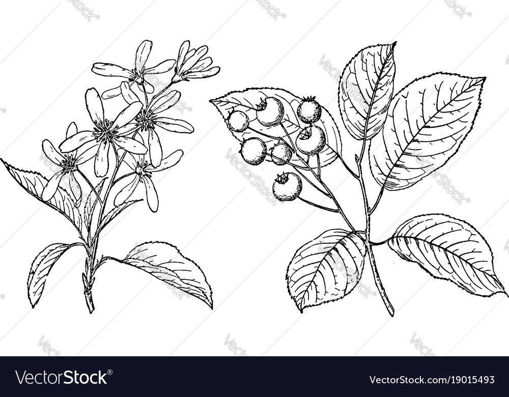 Juniper Branch Line Drawing