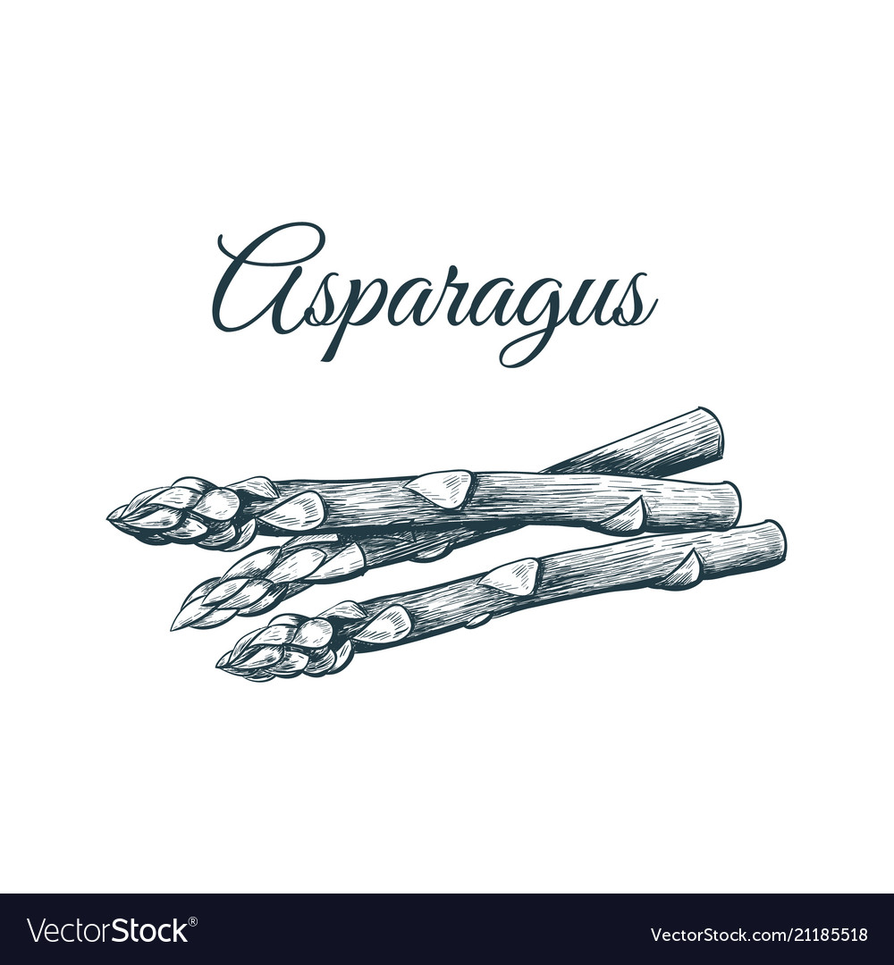 Asparagus sketch hand drawing