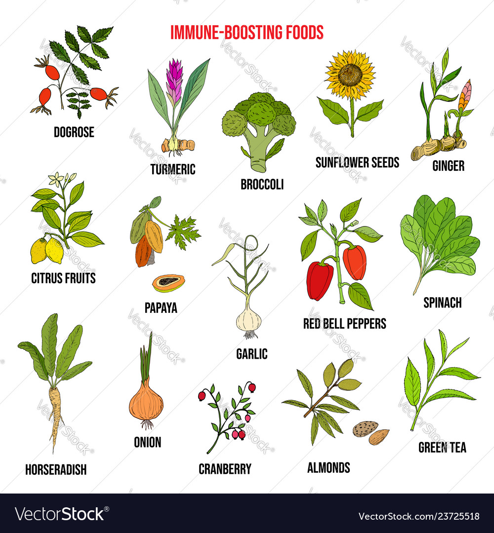 Best foods for immune system Royalty Free Vector Image