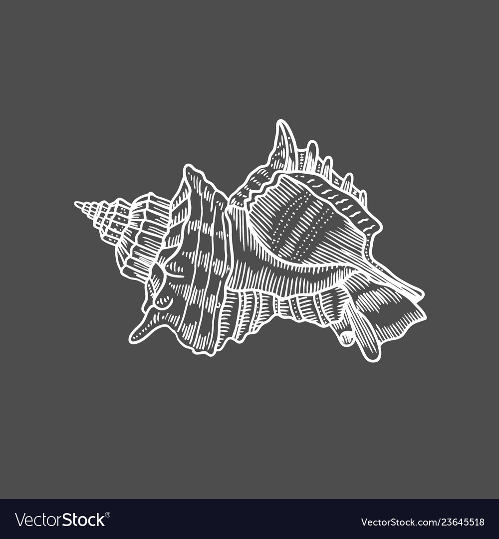 Engraving of spiral seashell Royalty Free Vector Image