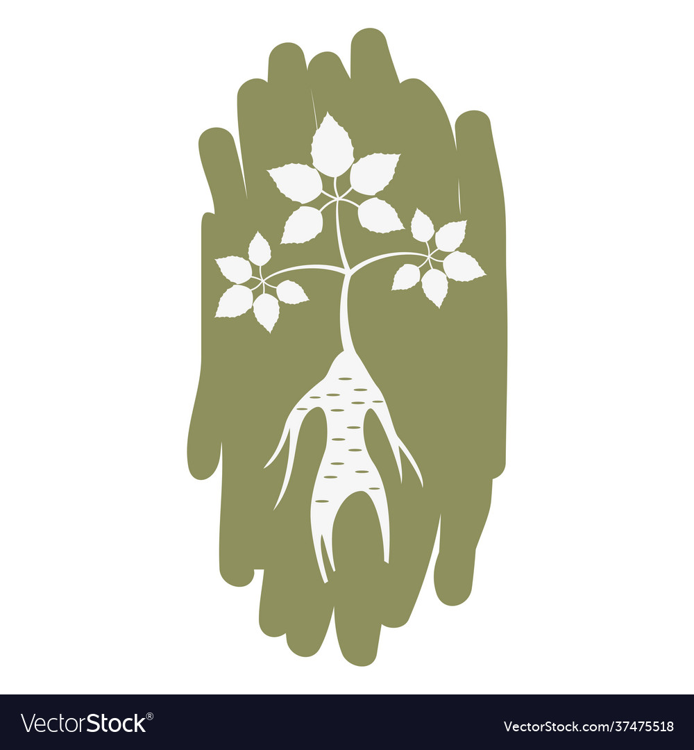 Label with ginseng on white background vector image Label with ginseng on white background