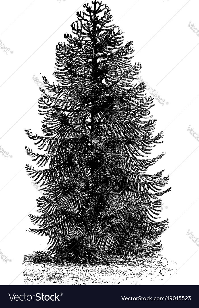 Araucaria imbricata hi-res stock photography and images - Alamy