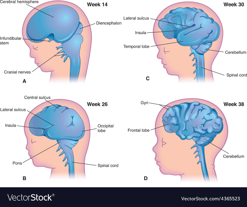 brain development