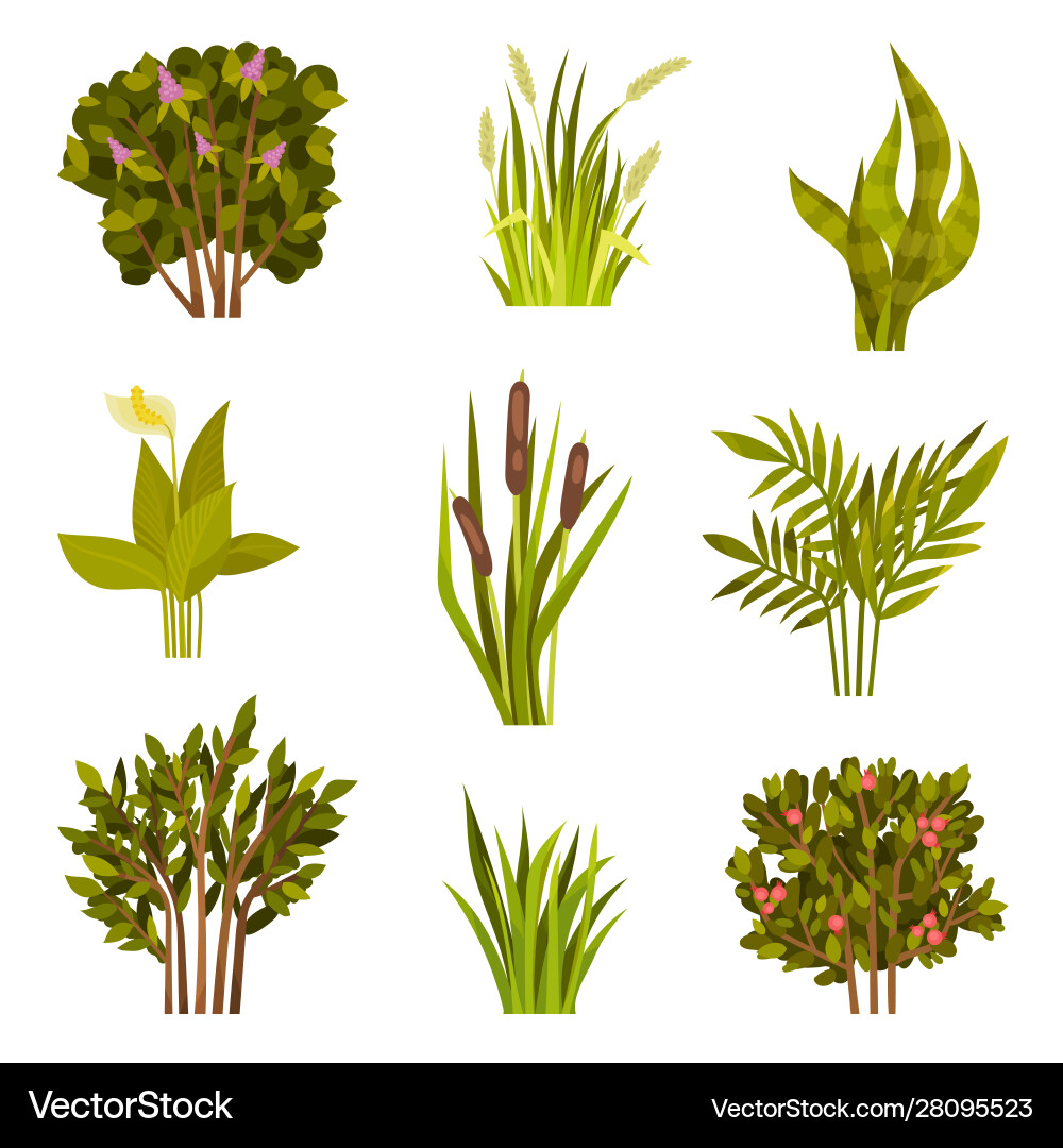 Set different bushes Royalty Free Vector Image
