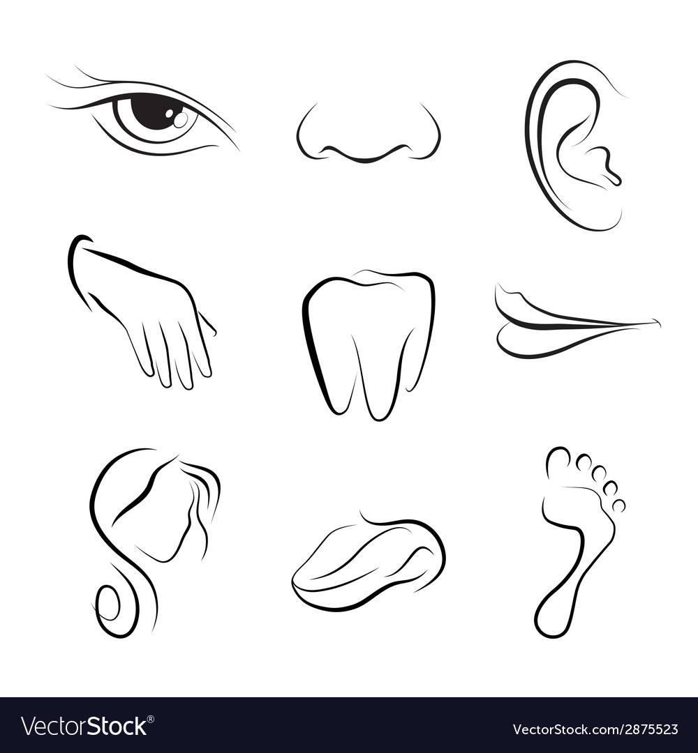 How to Draw Human Body Diagram - YouTube