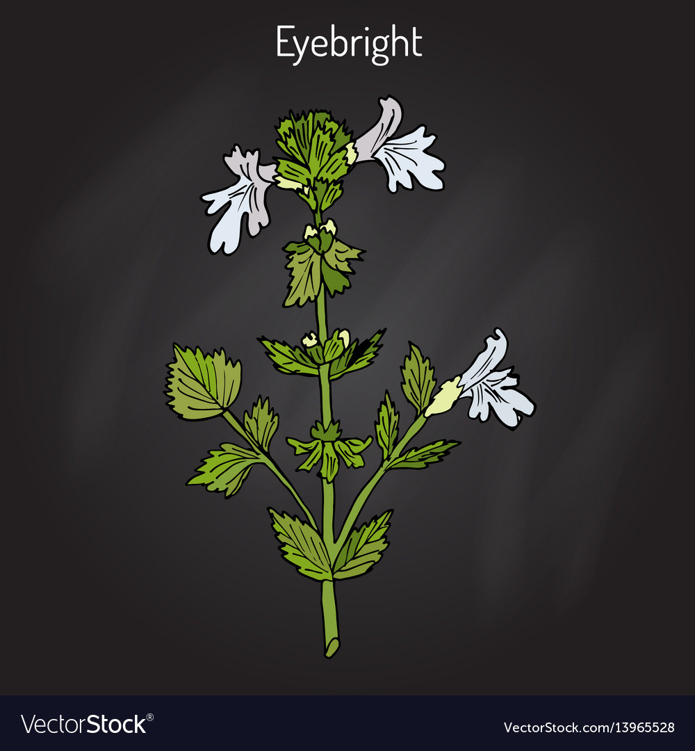 Eyebright or eyewort euphrasia rostkoviana