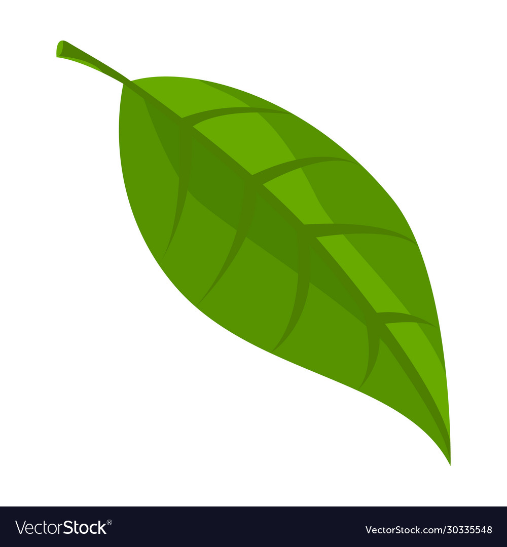 Leaf Avocado Iconcartoon Logo Royalty Free Vector Image