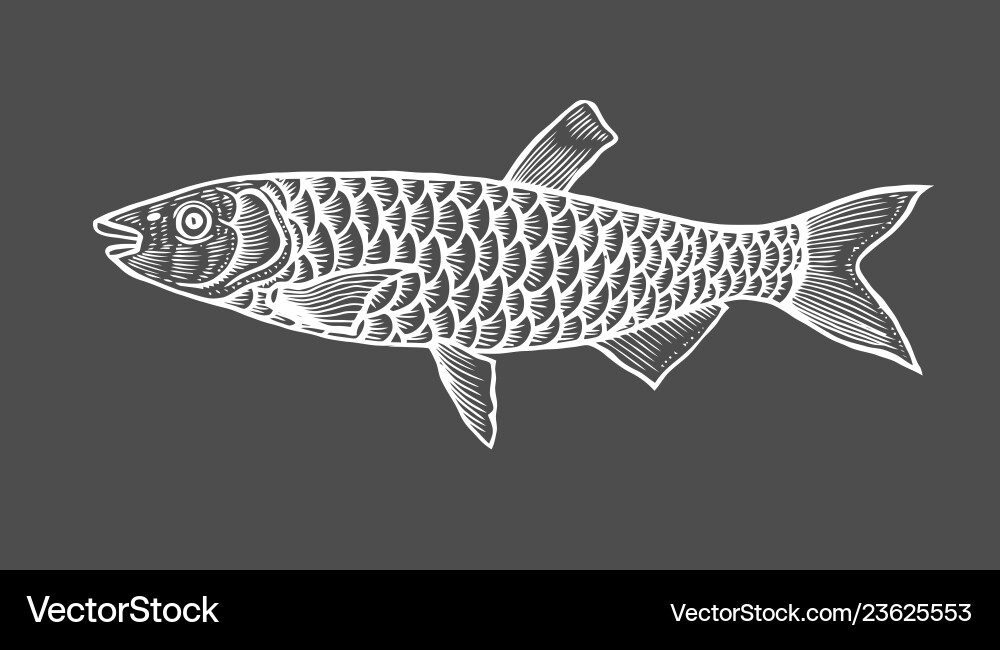 Ink sketch of fish Royalty Free Vector Image - VectorStock