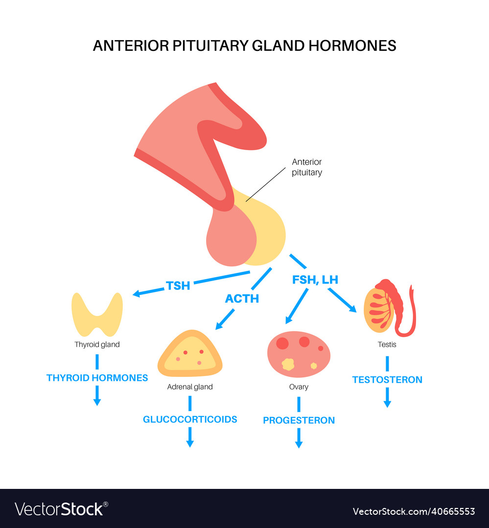 Pituitary gland hormones Royalty Free Vector Image