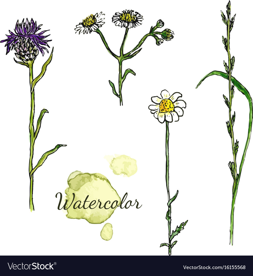 Watercolor Botanical Set With Wild Flowers Vector Image
