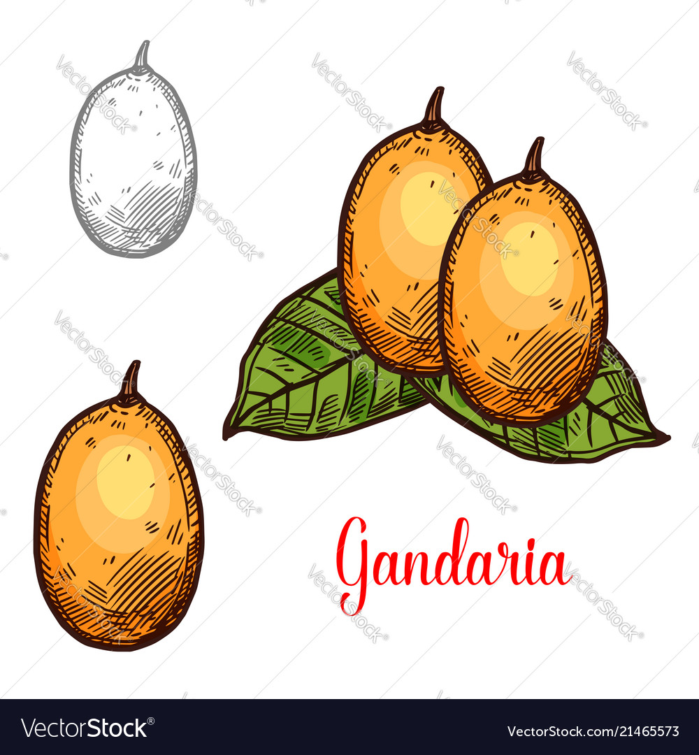 Gandaria sketch exotic fruit Royalty Free Vector Image