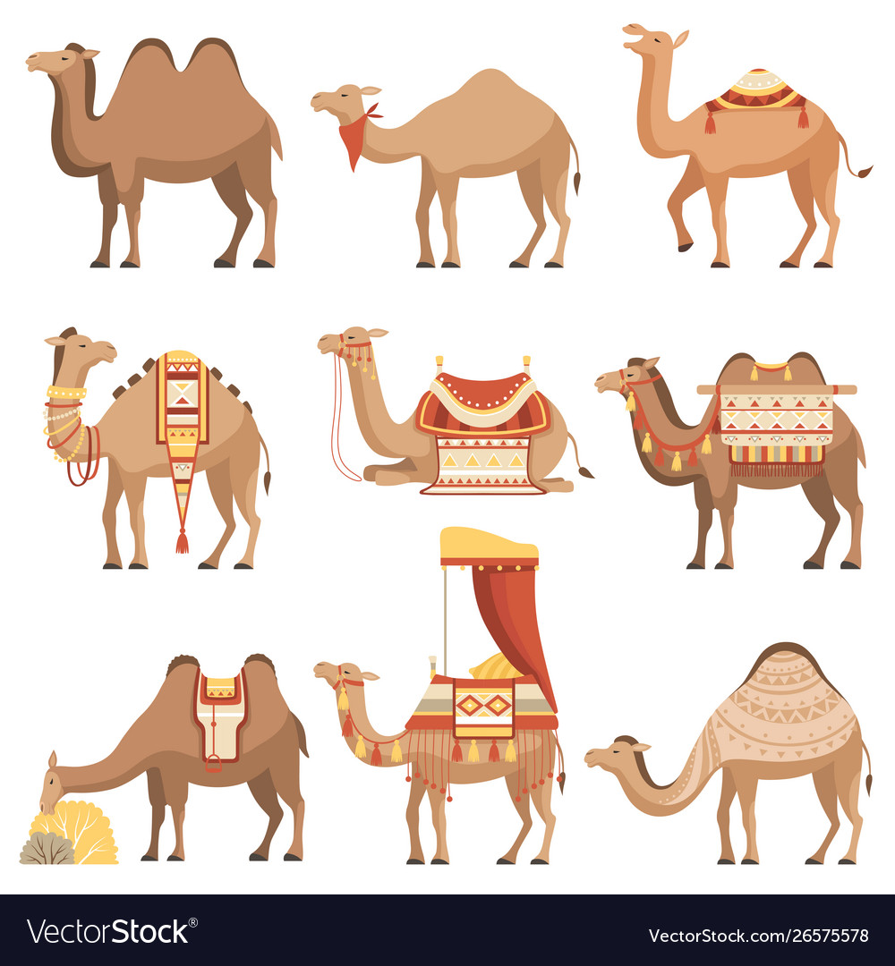 Download Camels set desert animals with bridles and Vector Image