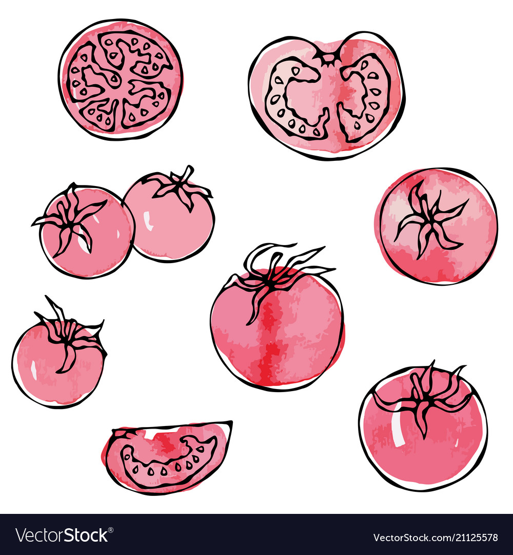 Watercolour whole tomato slices half Royalty Free Vector