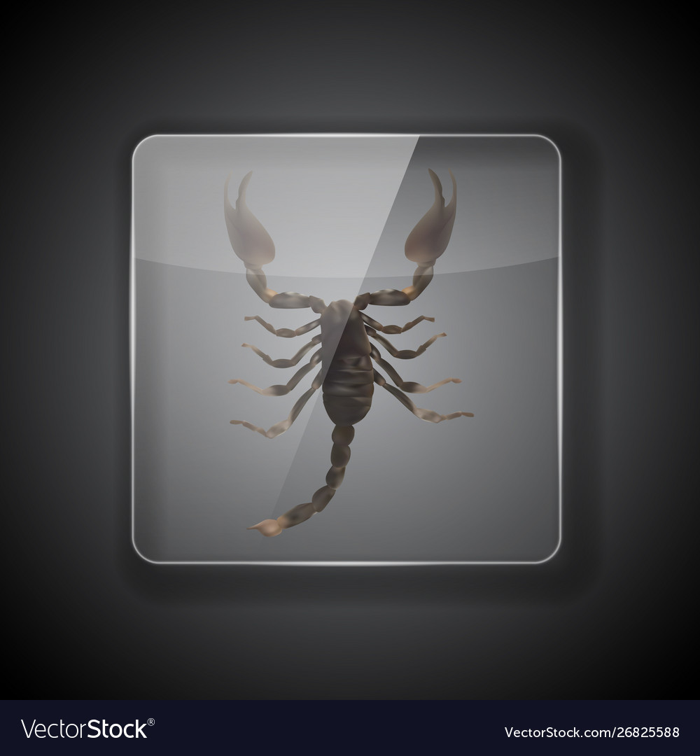 R scorpion. Скорпион в рамке под стеклом. скорпион картинки. scorpions бэкграунд. картинки скорпион на фон.