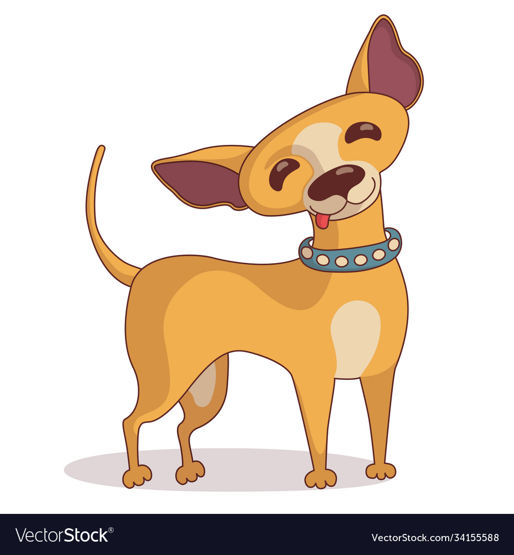 Standing chihuahua in collar