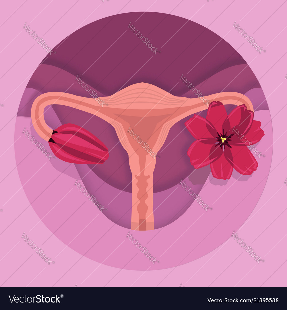 Uterus Royalty Free Vector Image - VectorStock