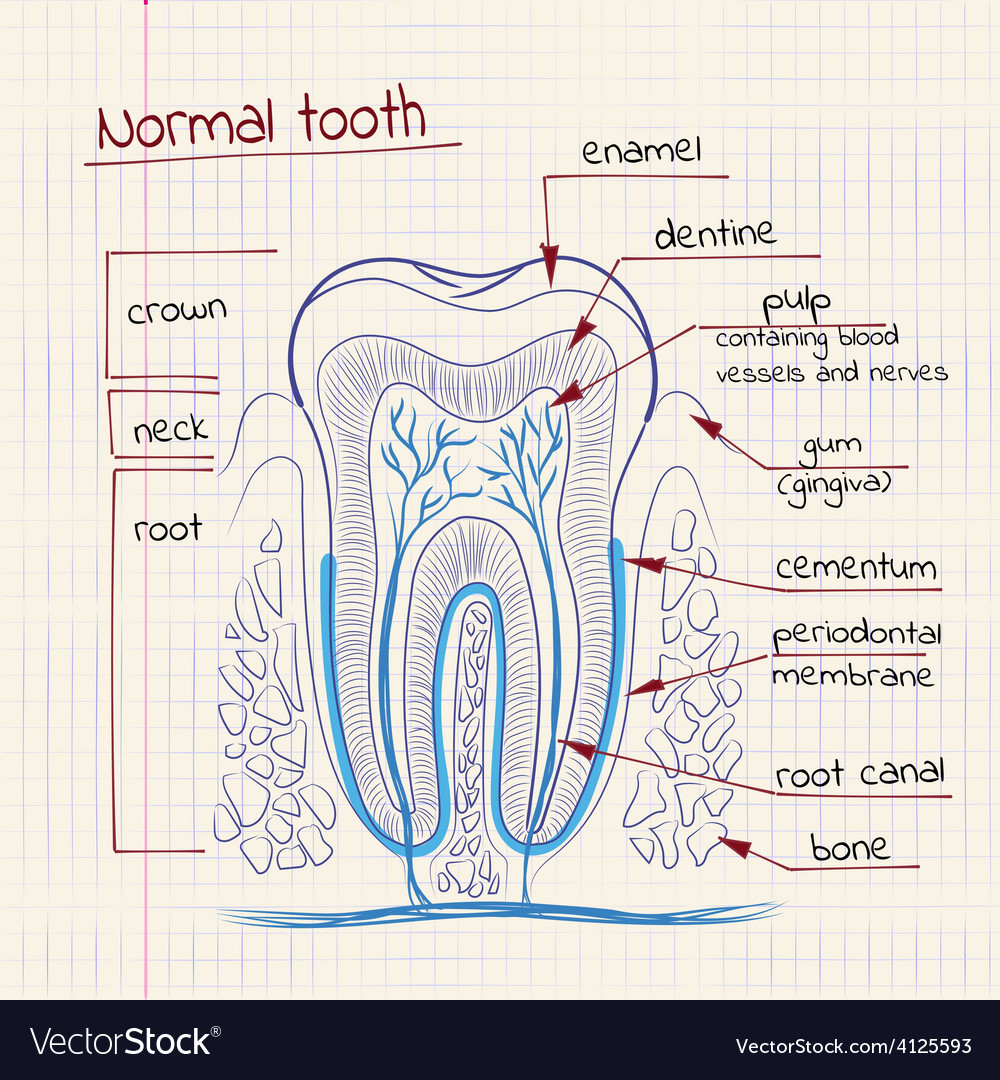 Structure Of A Tooth Drawing