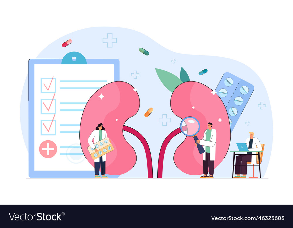 Doctors nephrologists examining patients kidney Vector Image