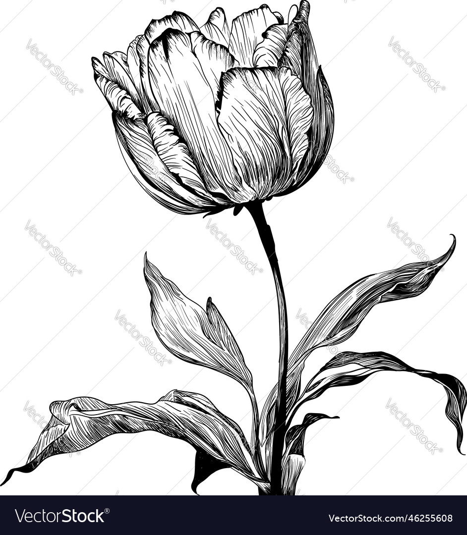 Sketch of tulip Royalty Free Vector Image - VectorStock