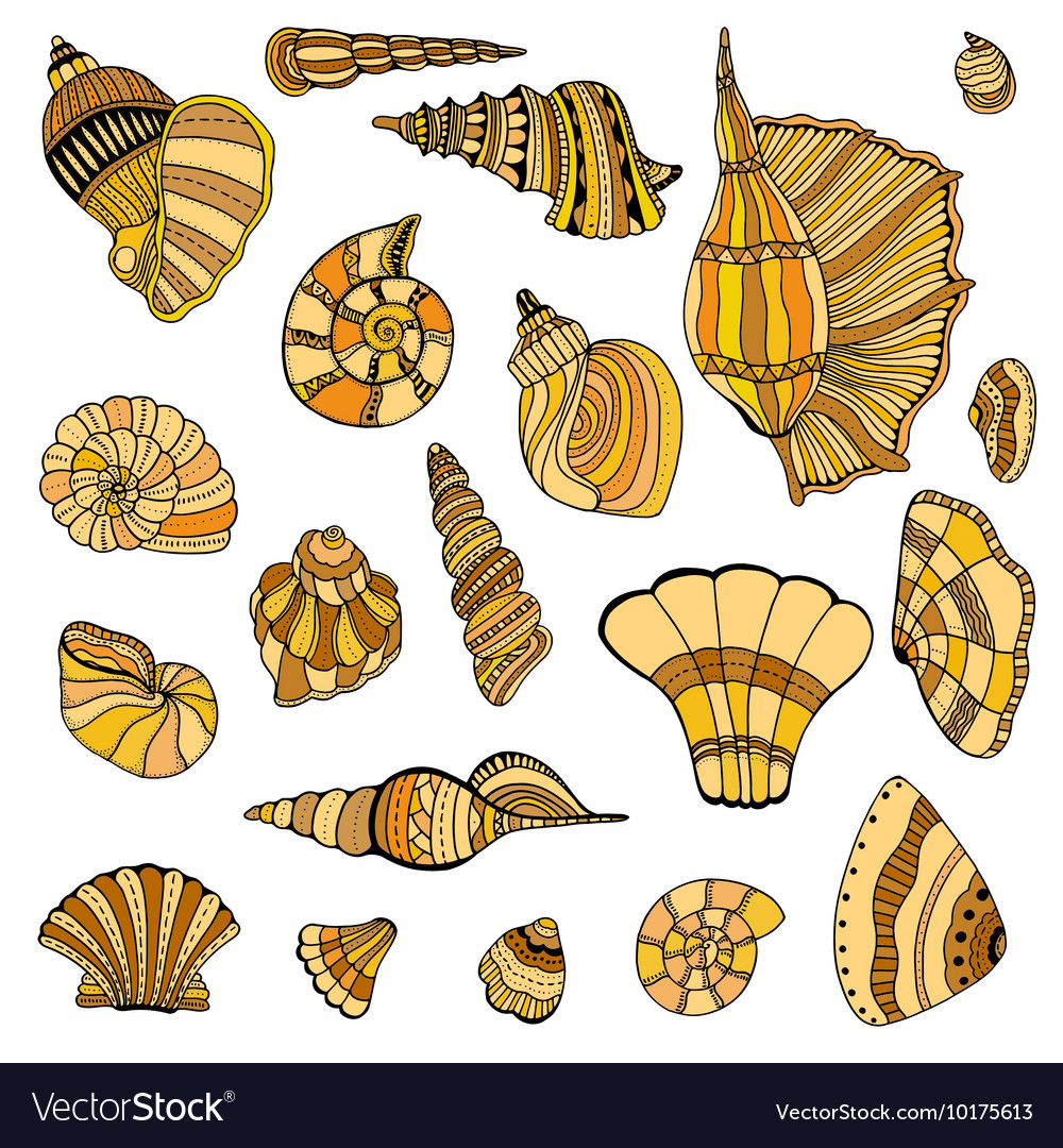Seashell set collection Royalty Free Vector Image