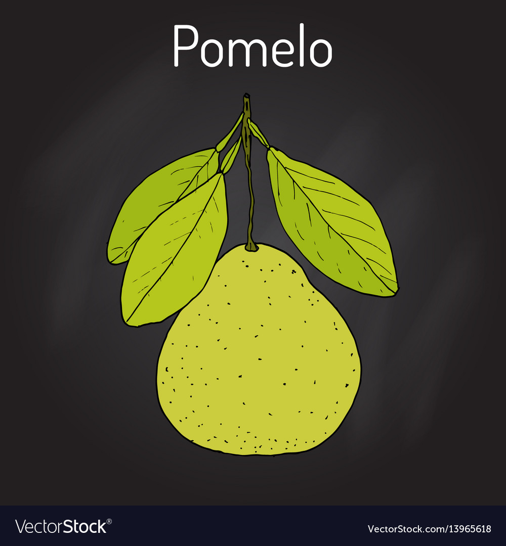 Pomelo citrus maxima or pamplemousse jabong