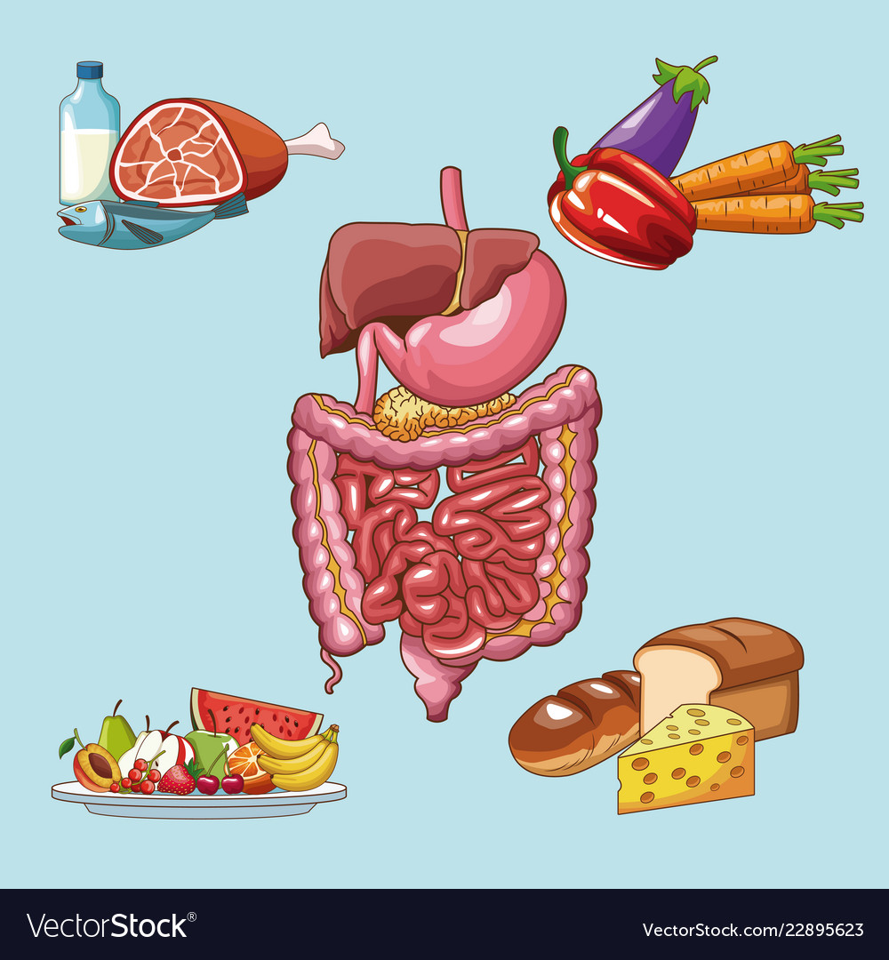 Digestive system concept Royalty Free Vector Image