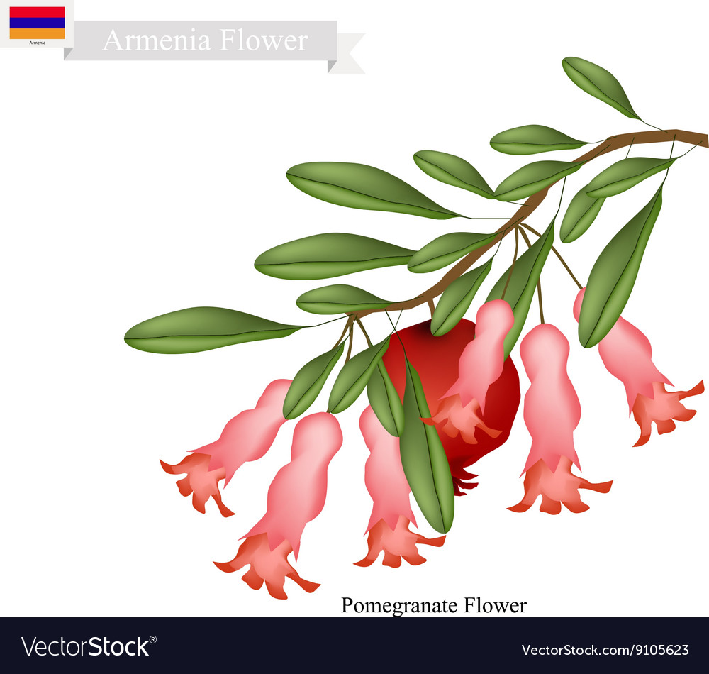 Pomegranate flowers the popular flower of armenia