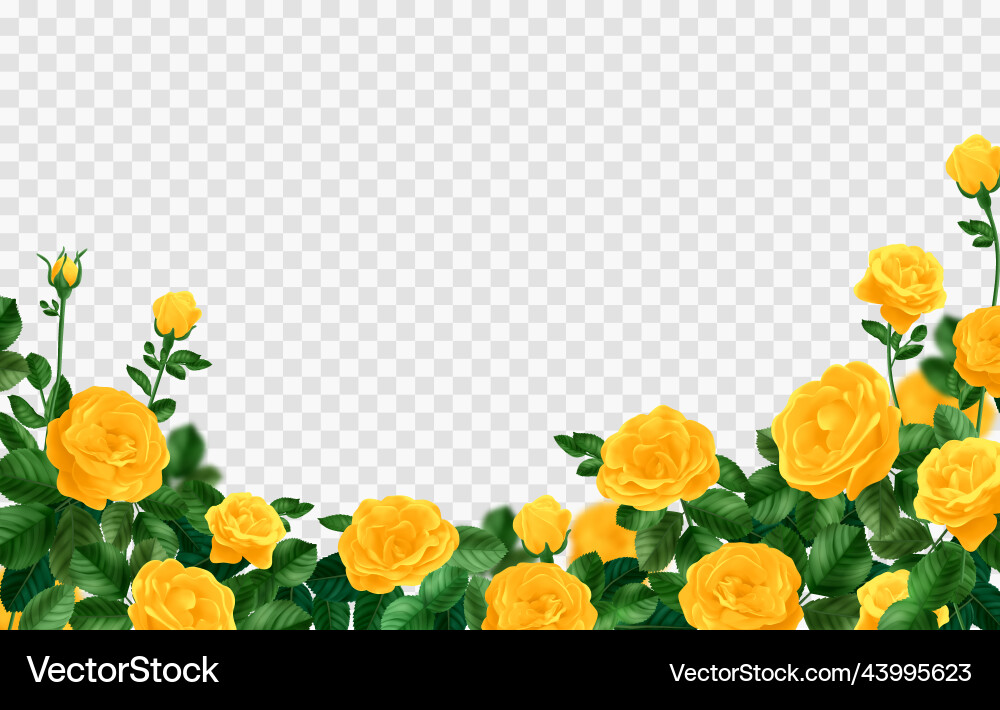 Yellow rose bush frame Royalty Free Vector Image
