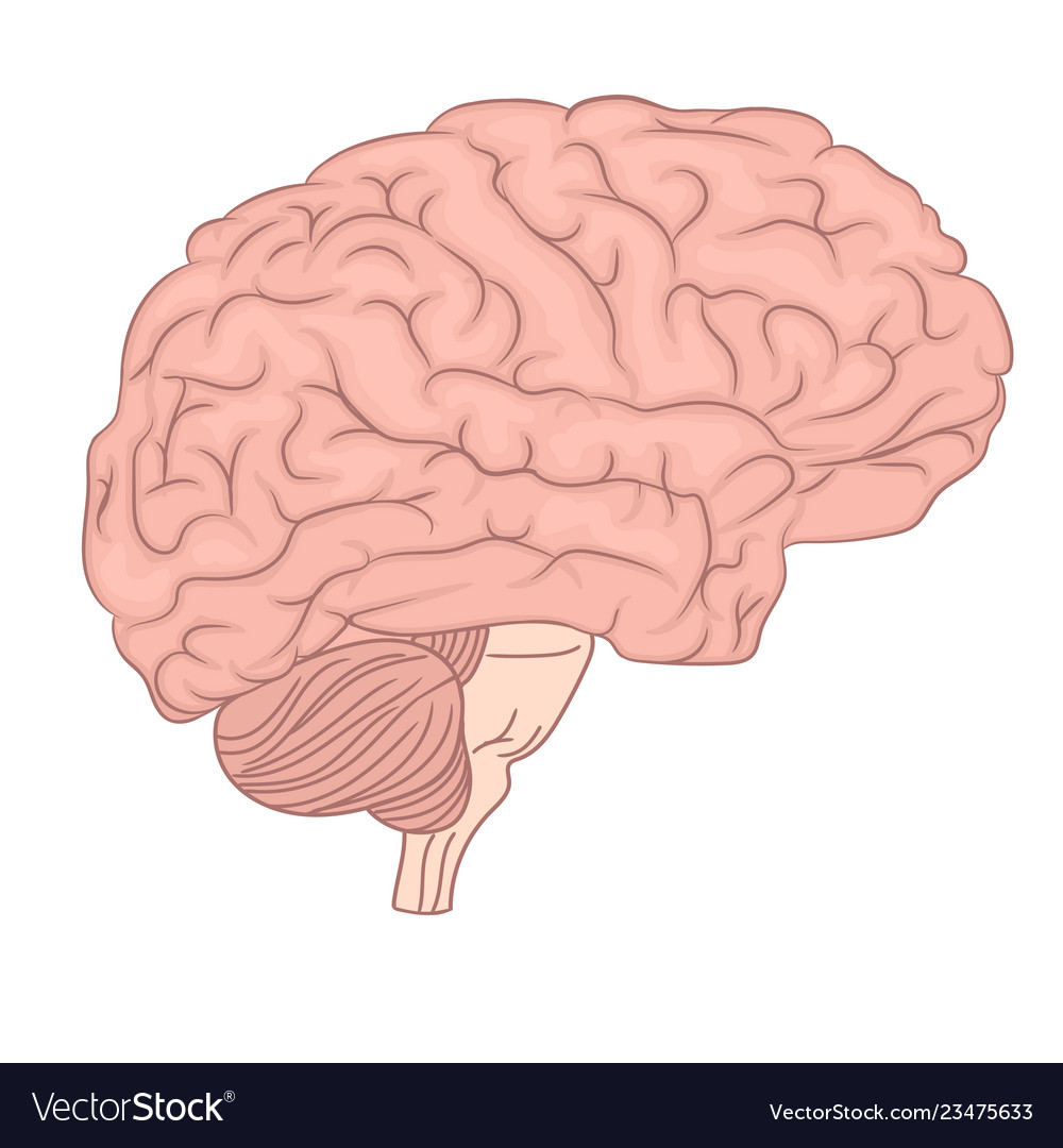 Human brain organ anatomy diagram colorful design Vector Image