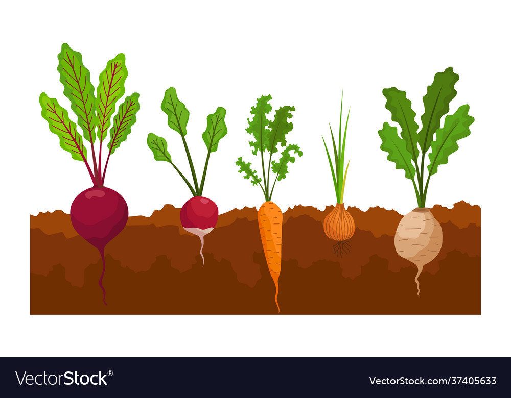 Vegetables Growing In Ground Plants Showing Vector Image