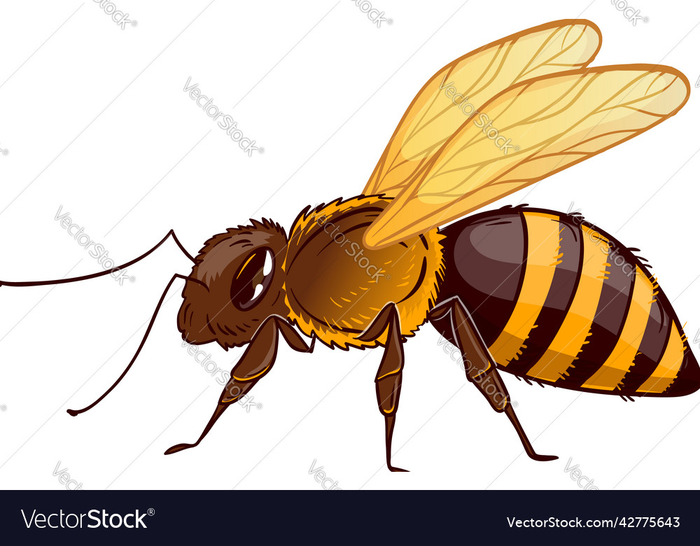Cartoon bee Royalty Free Vector Image - VectorStock Cartoon bee Royalty Free Vector Image - VectorStock