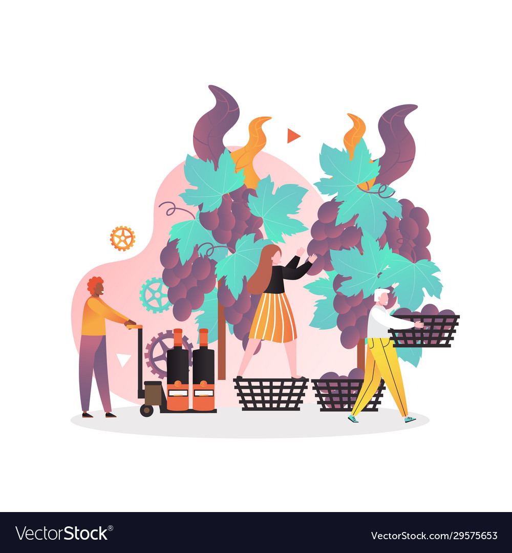 Grape Harvesting Wine Production
