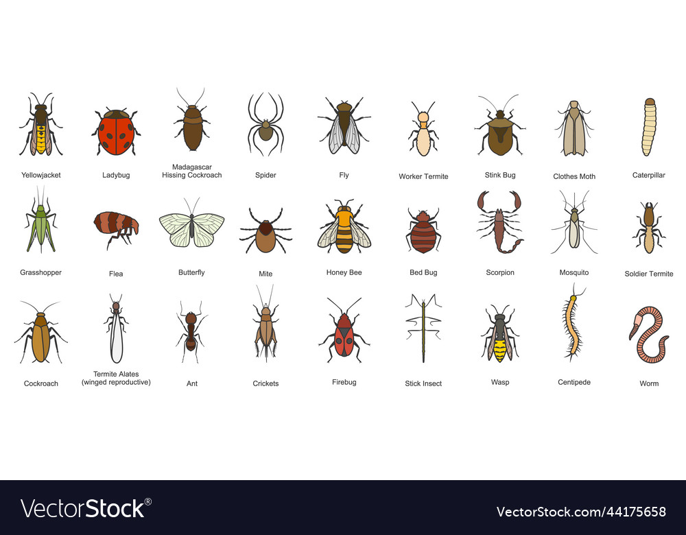 Bug of insect color set icon vector image Bug of insect color set icon